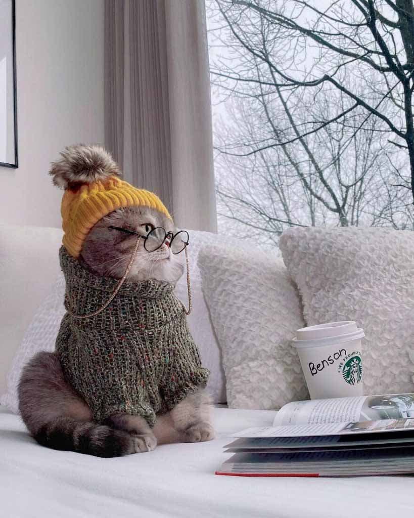 Le chat lit un livre et bois une tasse de café chaud