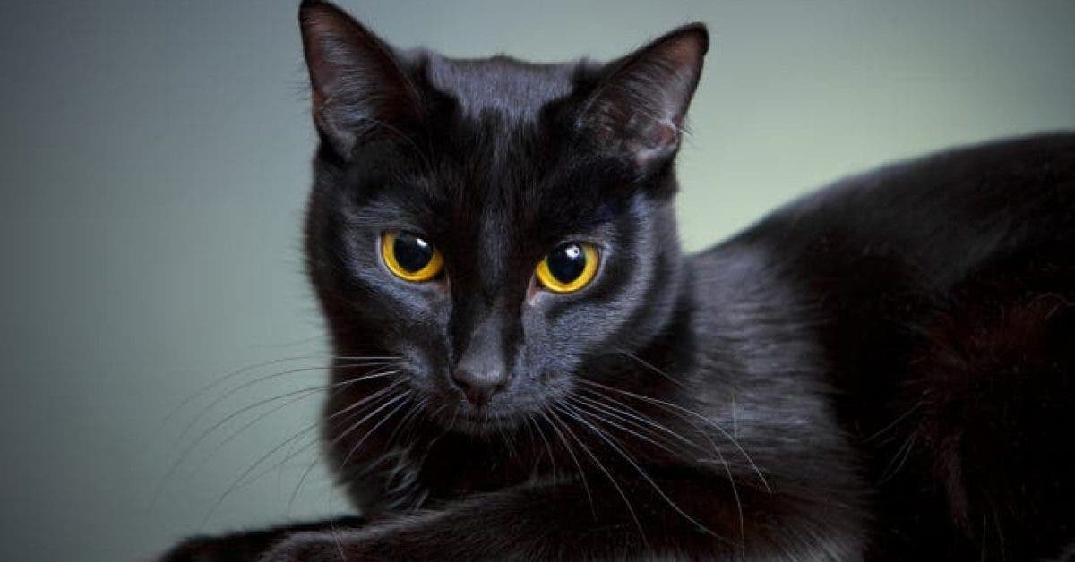 Le chat noir apporte prosperite chance et fecondite dans un foyer 10 من أفضل سلالات القطط التي يمكن تربيتها مع الكلاب 5 10 من أفضل سلالات القطط التي يمكن تربيتها مع الكلاب