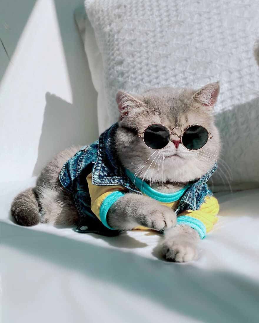 Le chat portant un gilet en jean et des lunettes
