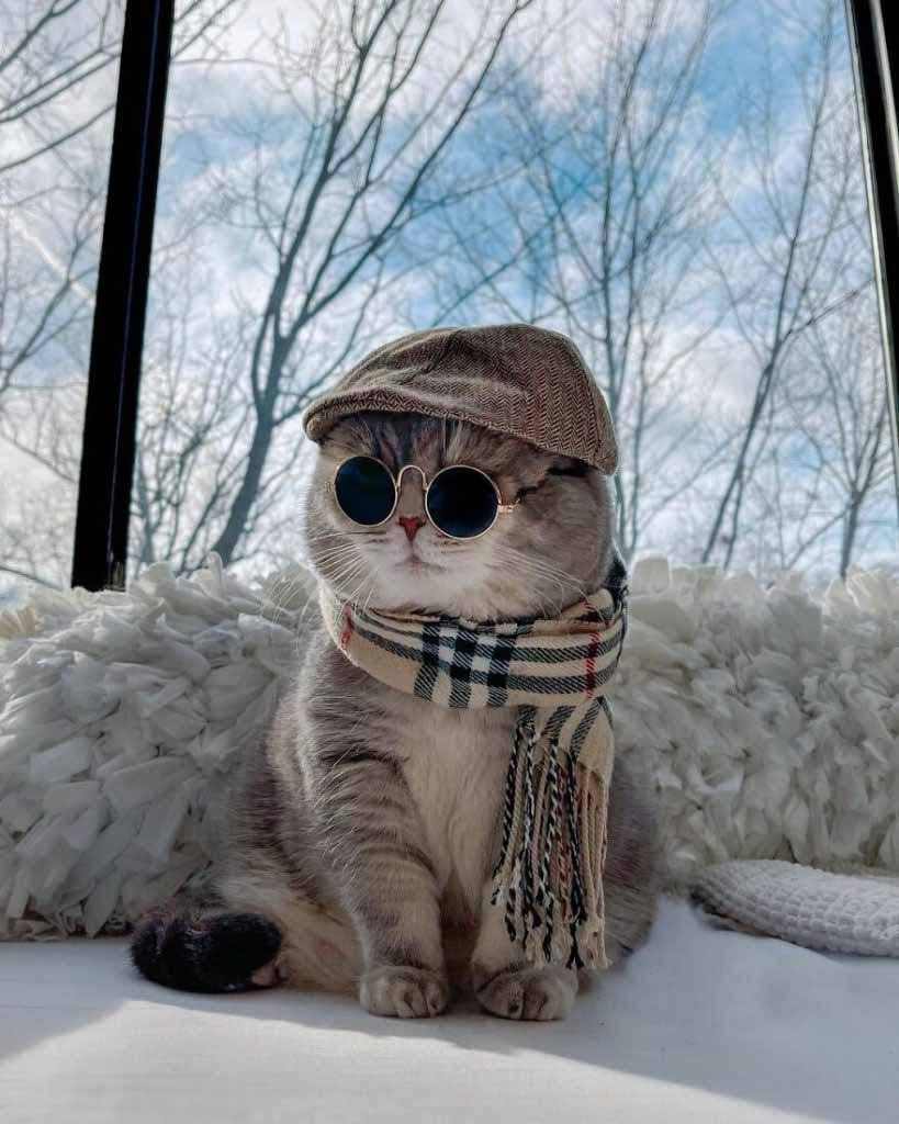 Le chat porte des lunettes et un chapeau