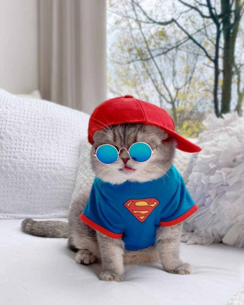 Le chat porte un T-shirt Superman et une casquette