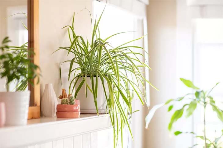 Le chlorophytum - source : spm Le chlorophytum - source : spm