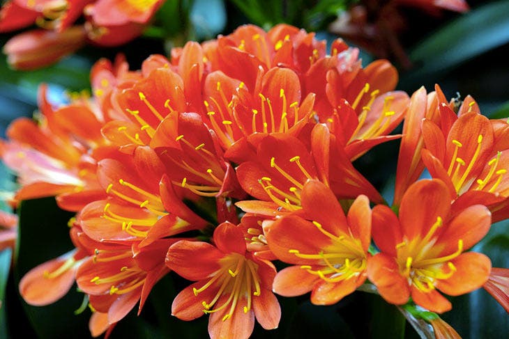 Le clivia, plante d’intérieur