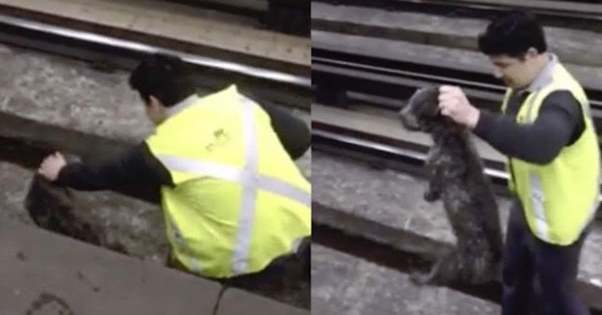 Le conducteur d’un train arrête le train pour sauver un chien