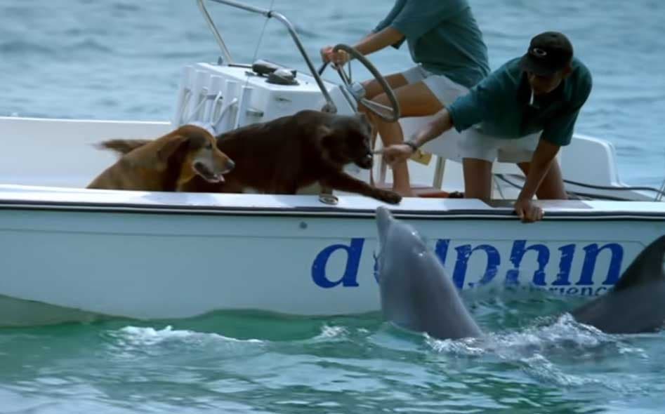 Le dauphin salue les chiens