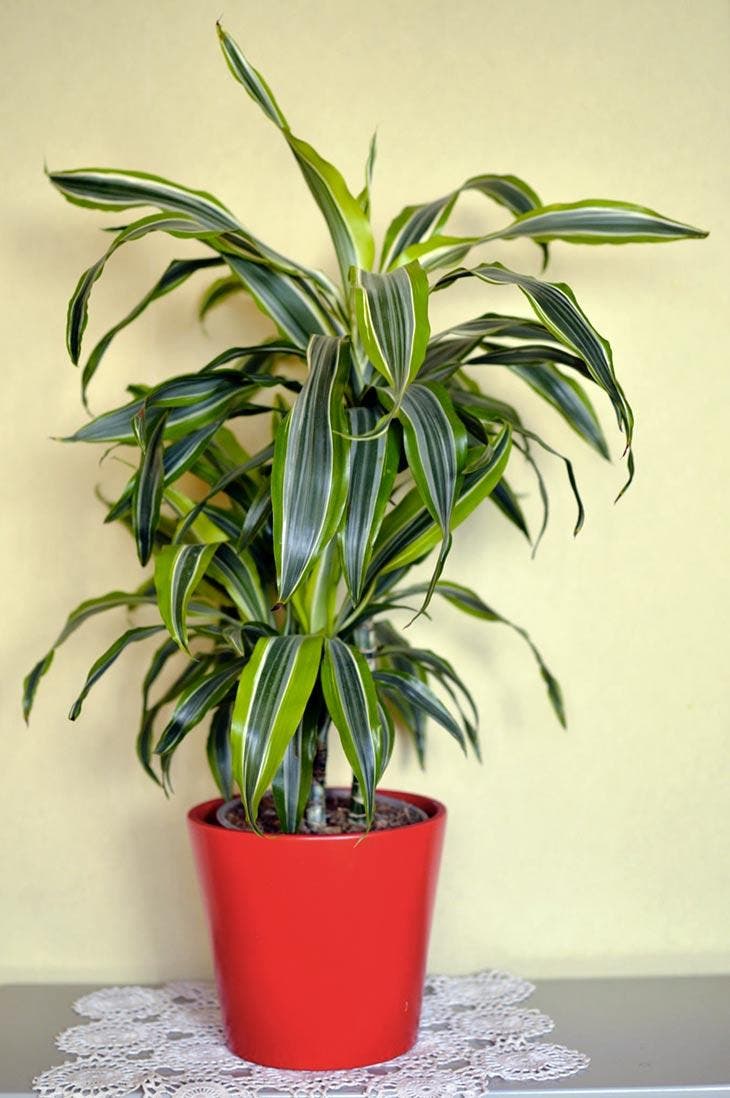 la dracena