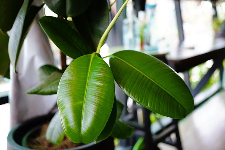 Les erreurs à bannir pour éviter la poussière sur ses plantes