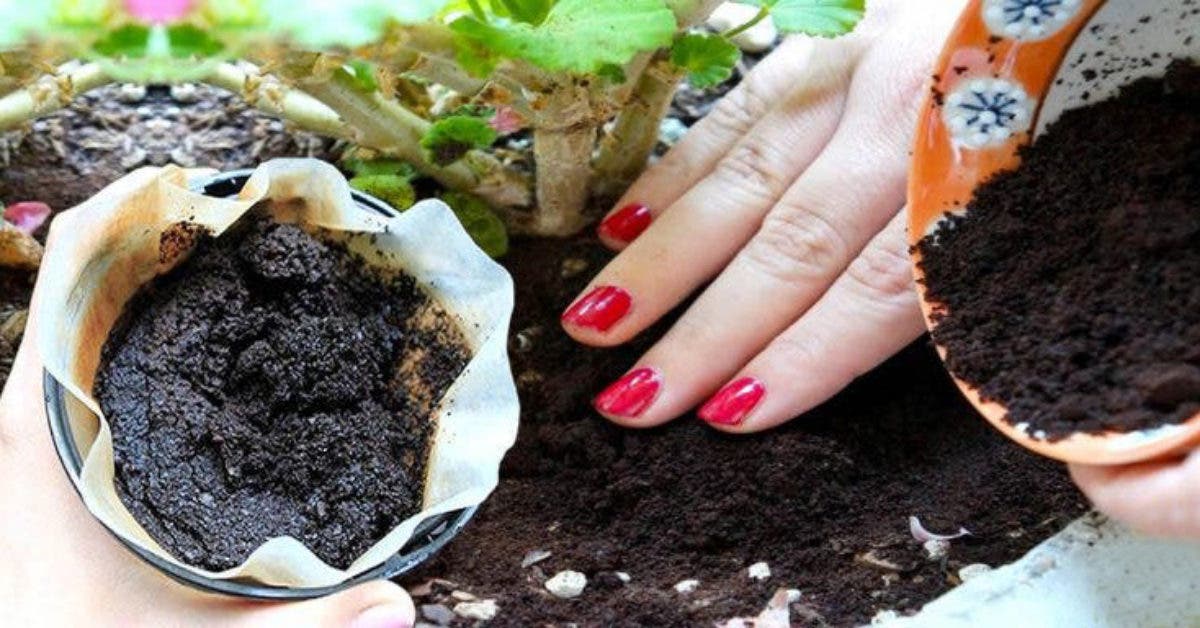 L'engrais avec du marc de café - Les meilleurs engrais naturels à fabriquer  soi-même - Elle Décoration