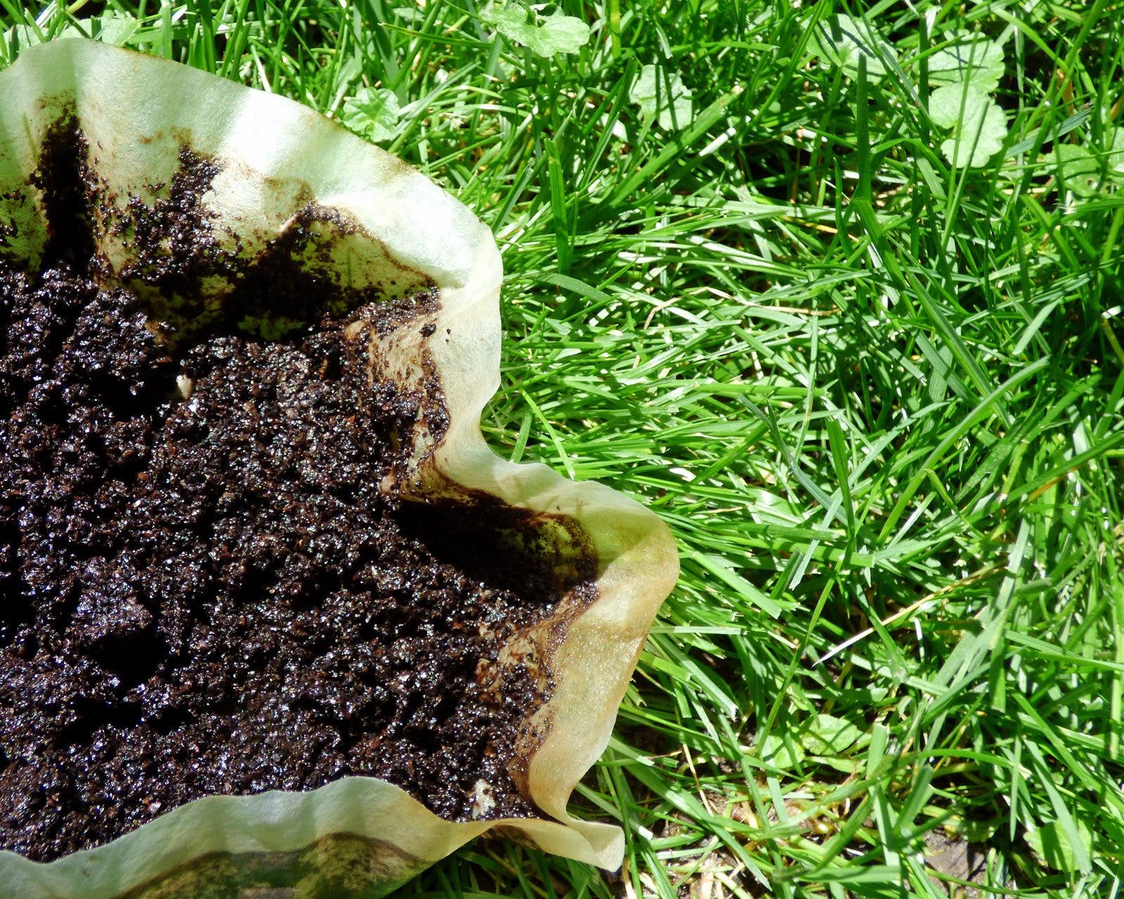 L'engrais avec du marc de café - Les meilleurs engrais naturels à fabriquer  soi-même - Elle Décoration