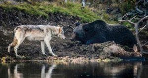 Le photographe capture un moment unique de la rencontre entre un grizzli et un loup