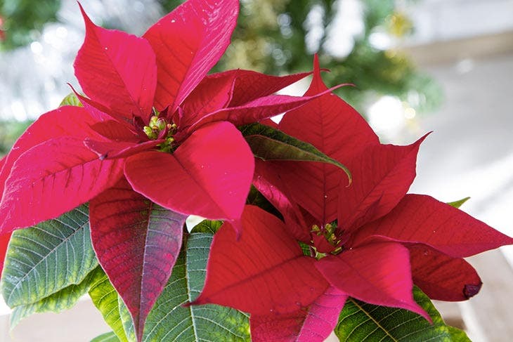 Le poinsettia