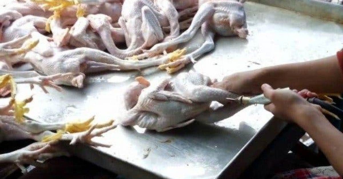 Le scandale de l’industrie du poulet qui vous tue à petit feu