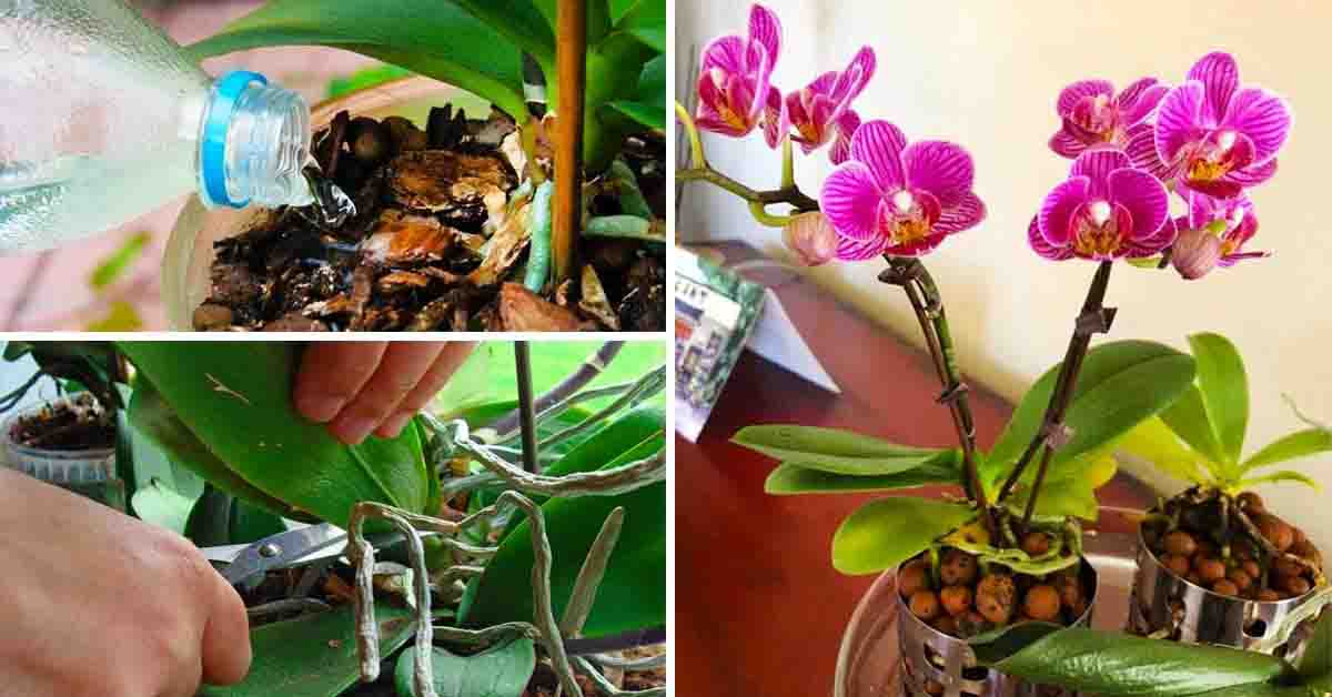 Le secret d'un jardinier pour prendre soin des orchidées et les conserver  longtemps