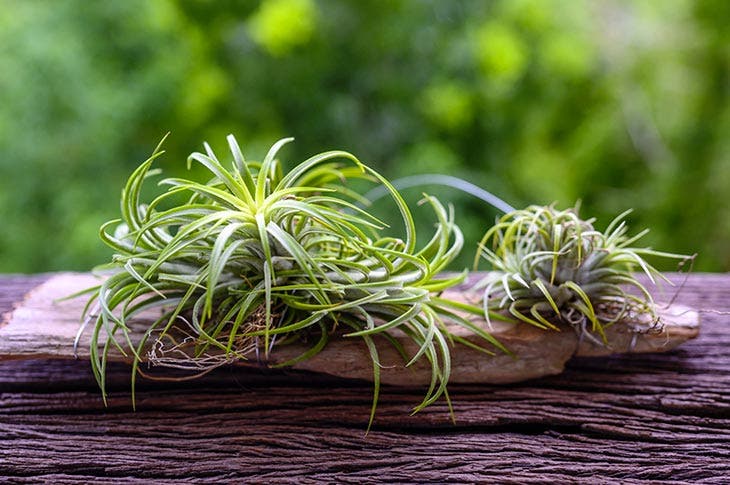 la tillandsia