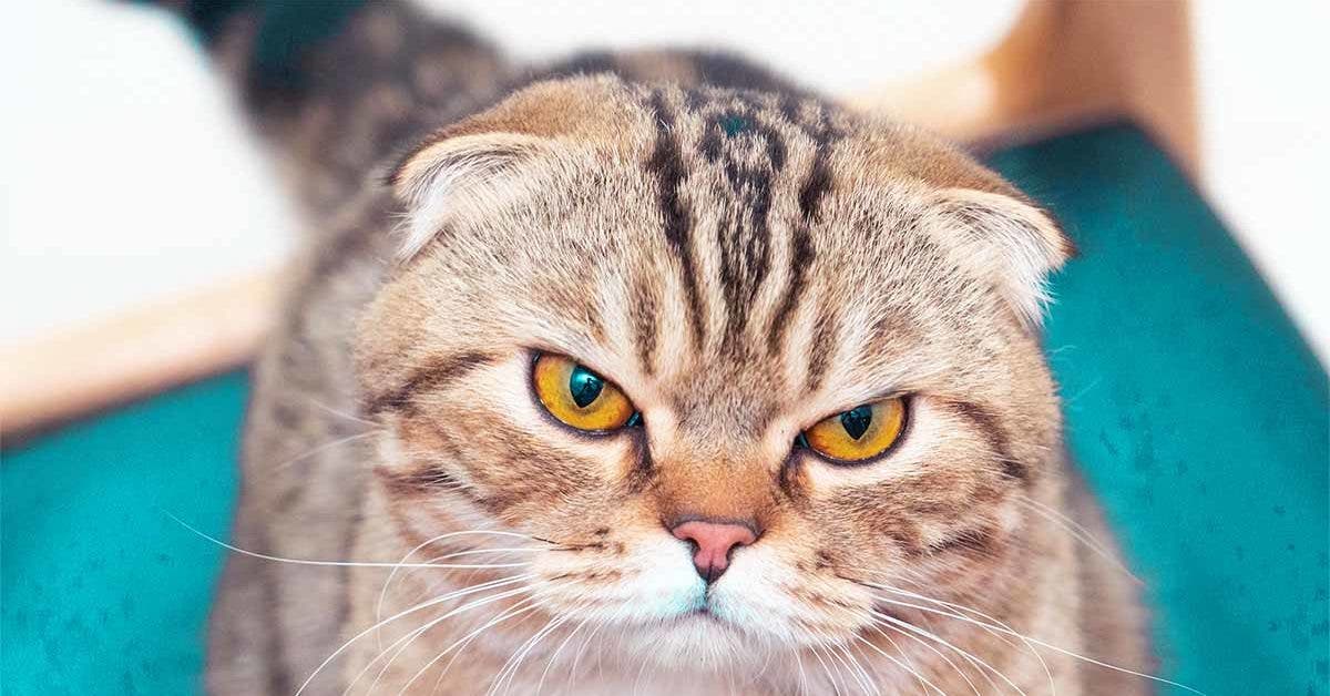 Les 4 races de chats qui sont les plus susceptibles de rencontrer des problèmes de santé final