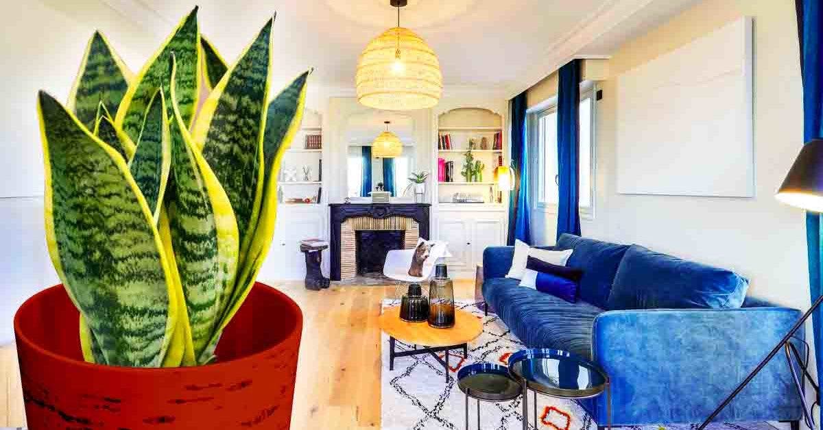 Les 5 meilleurs plantes d'intérieur qui aident à purifier l'air de votre maison