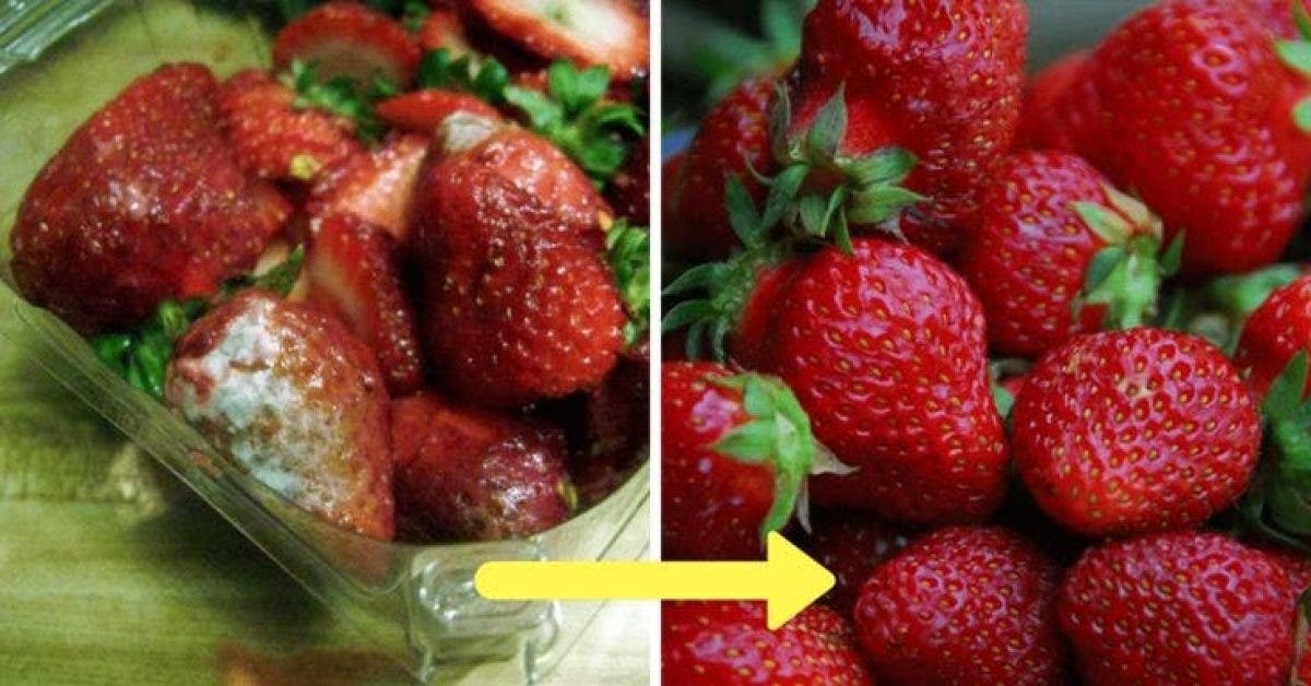 Les agriculteurs révèlent l'astuce qui permet de conserver les fraises très longtemps