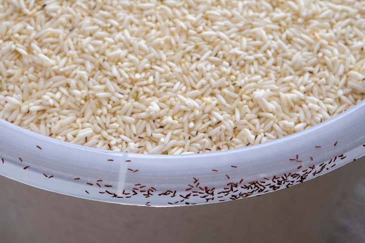 punteruoli di riso su una ciotola