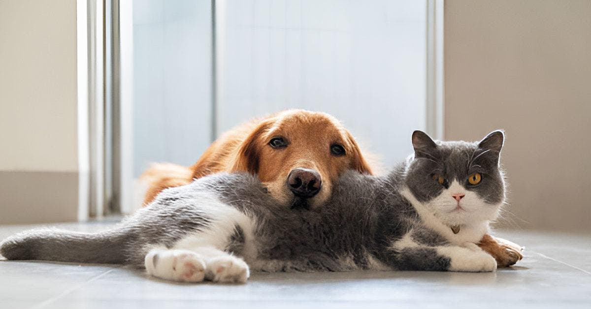 Les chats aiment autant leurs maîtres que les chiens d’après une étude
