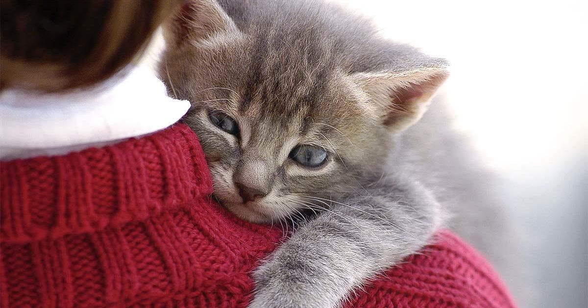 Les chats s’attachent à leurs maîtres comme s’ils étaient leurs parents d’après une étude