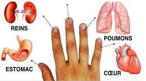 Les doigts sont connectés aux organes