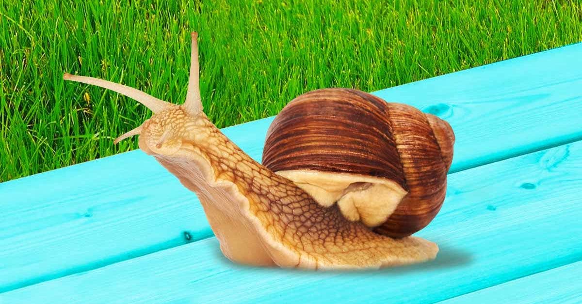 Les escargots envahissent votre jardin ? Éloignez-les avec ces remèdes naturels
