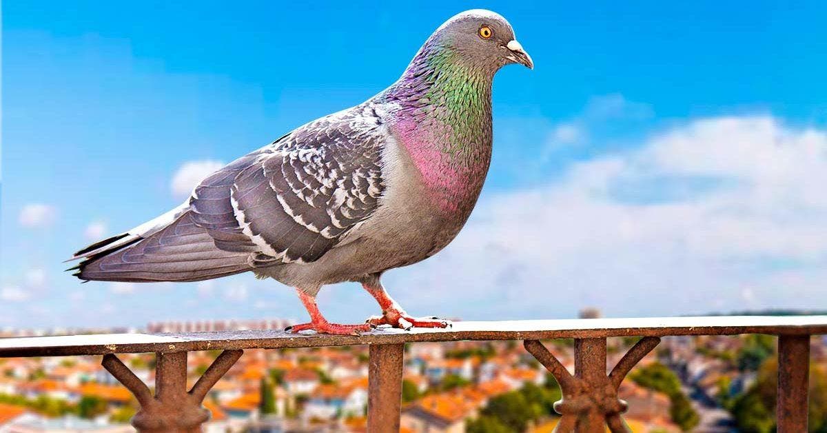 Les excréments des pigeons abîment votre balcon001