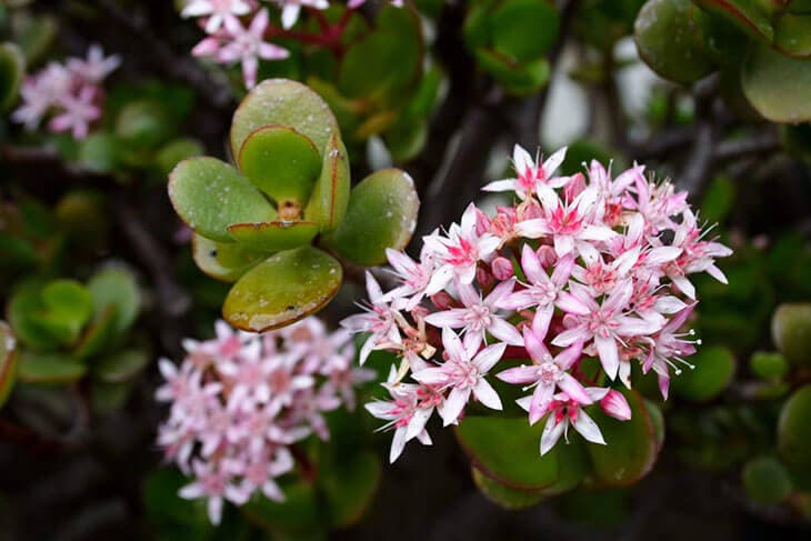 Crassula ovata flores