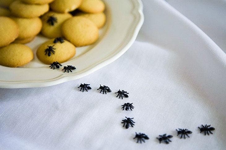 Las hormigas invaden la cocina final