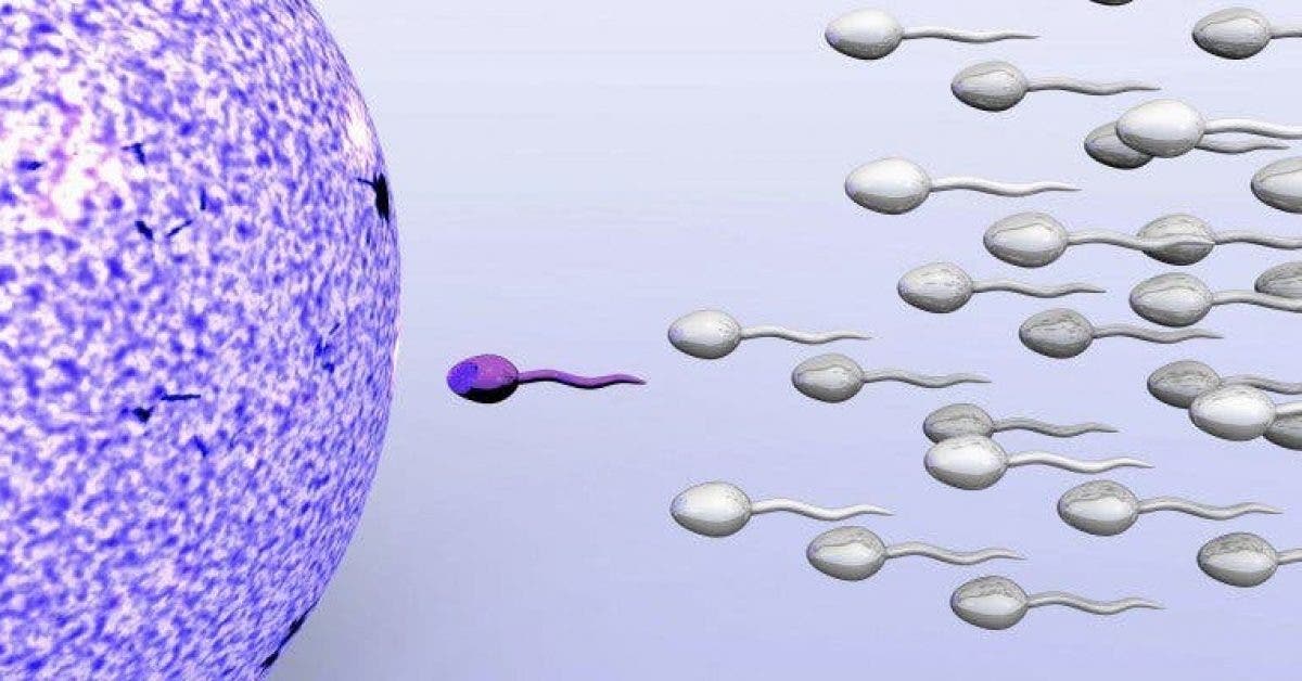 Les humains pourraient disparaître si le nombre de spermatozoïdes