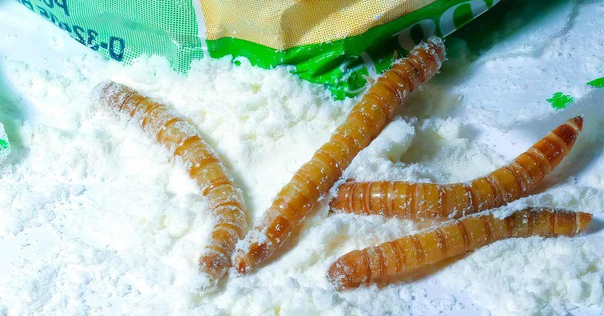 Les insectes ne toucheront plus la farine si vous la stockez de cette façon final