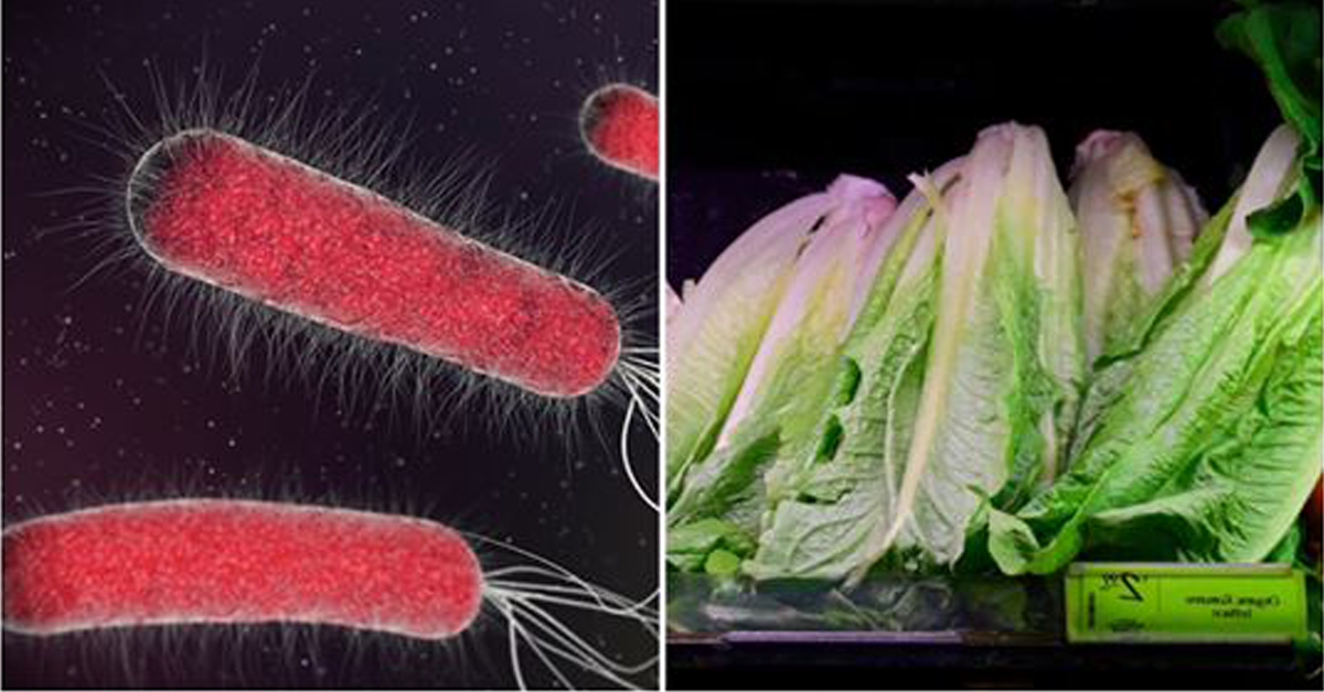 Les laitues romaines provenant des états-unis seraient contaminées par la bacterie E.coli