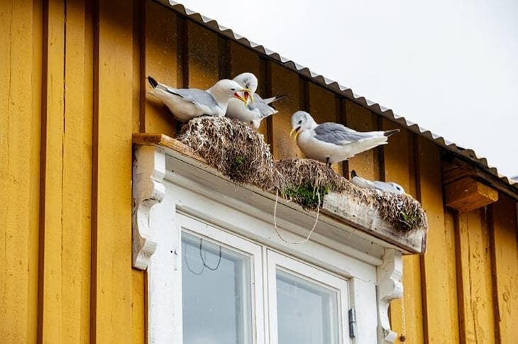 Las aves silvestres pueden construir sus nidos en los marcos de sus ventanas y contaminar sus hogares con piojos rojos