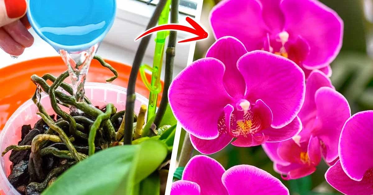Les orchidées seront fleuries toute l'année si vous les arrosez avec ce  produit naturel