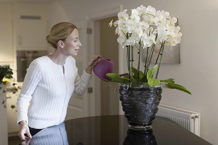 Les orchidées doivent recevoir la quantité d’eau nécessaire pour bien fleurir Les orchidées doivent recevoir la quantité d’eau nécessaire pour bien fleurir