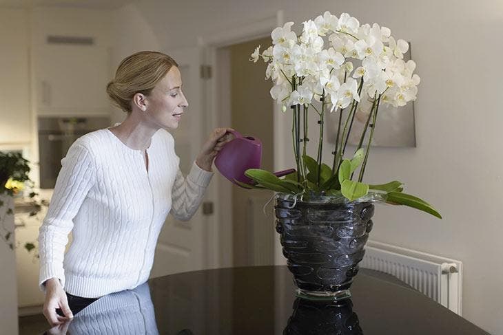 Las orquídeas necesitan recibir la cantidad adecuada de agua para que florezcan bien.