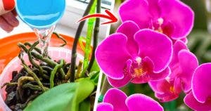 Les orchidées seront fleuries toute l’année si vous ajoutez si vous les arrosez avec ce produit naturel