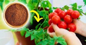 Les plantations de tomates auront une croissance spectaculaire si un ingrédient est ajouté au sol001