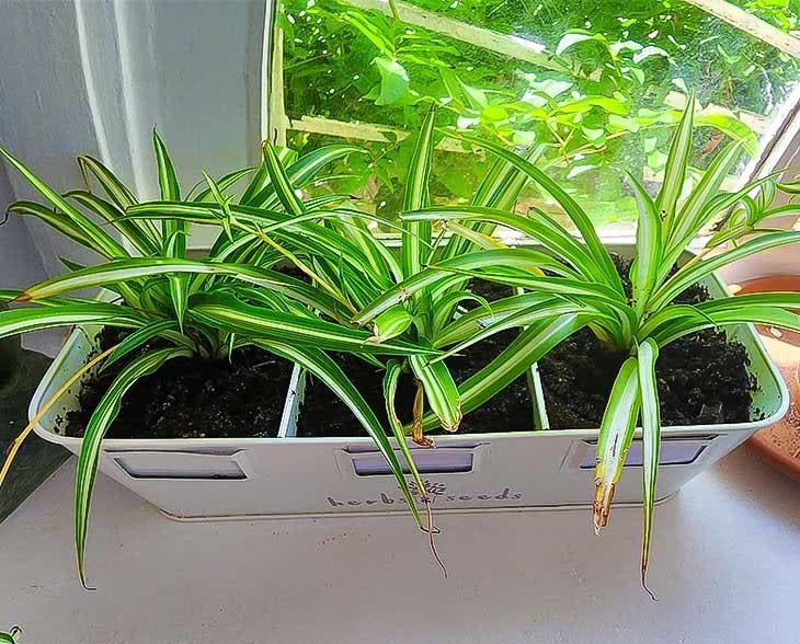 5 astuces pour humidifier l'air  SERIE Gérer l'humidité pour les plantes d' intérieur 