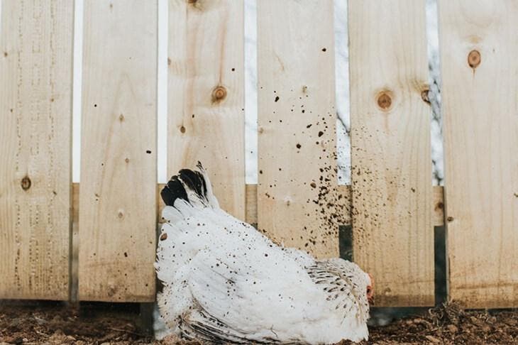 A las gallinas les gusta tomar baños de polvo, así que úsalos sabiamente.