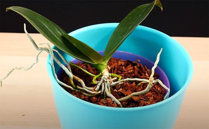 Las raíces expuestas de una orquídea