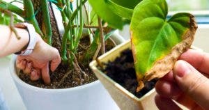 Les signes d'avertissement que vos plantes d'intérieur meurent