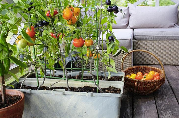 Los tomates son ideales para un huerto interior.