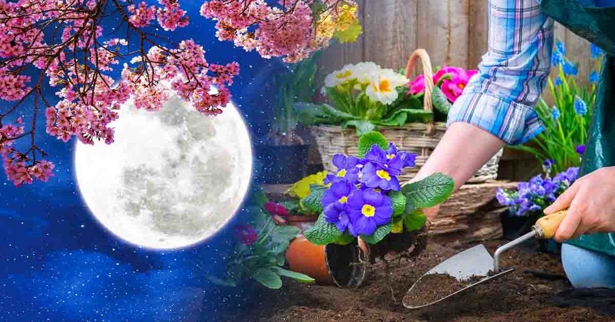Les travaux à faire dans le jardin durant la deuxième quinzaine de février selon les phases de la Lune