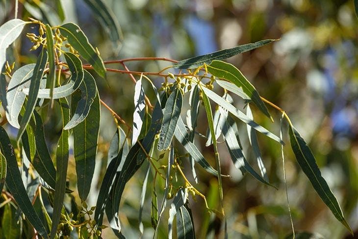 Eucalipto, el árbol repelente de mosquitos por excelencia