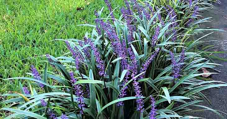 Liriope Muscari