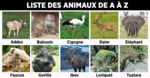 Liste des animaux de A à Z - le guide complet_