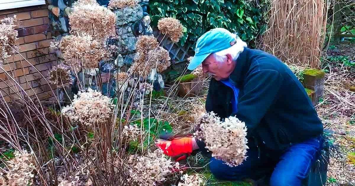 Lorsqu’il fait froid, les jardiniers applique cette astuce pour une floraison spectaculaire des hortensias au printemps SITE final