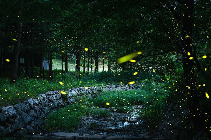 light fireflies