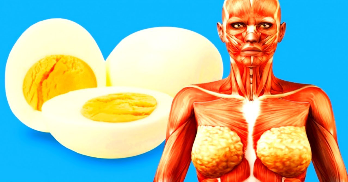 Manger un œuf par jour protège votre cœur